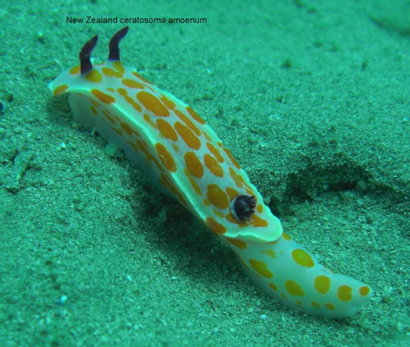 New Zealand Nudi