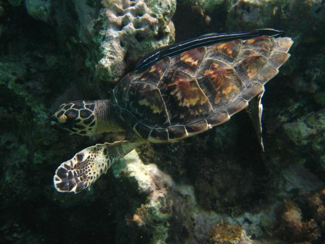 Baby Turtle