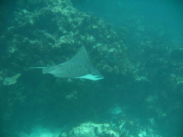 Eagle Ray