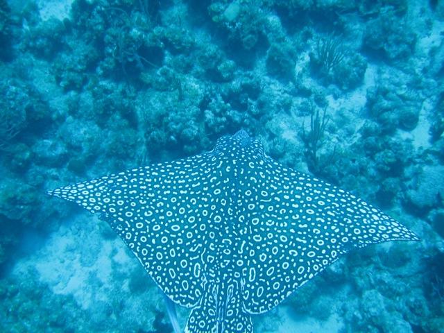 Eagle Ray
