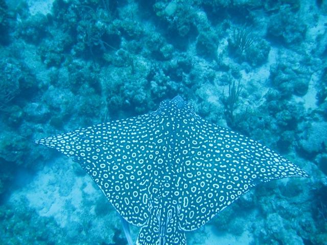 Eagle Ray