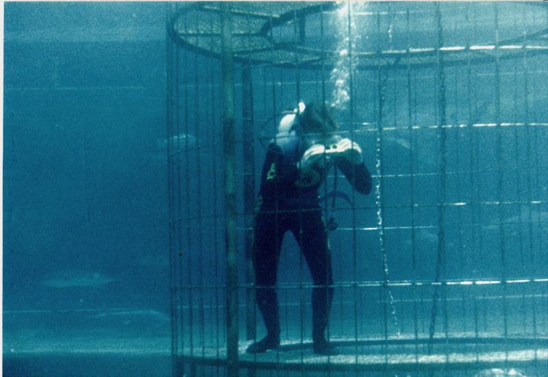 Me in the shark cage at Marineland 1985