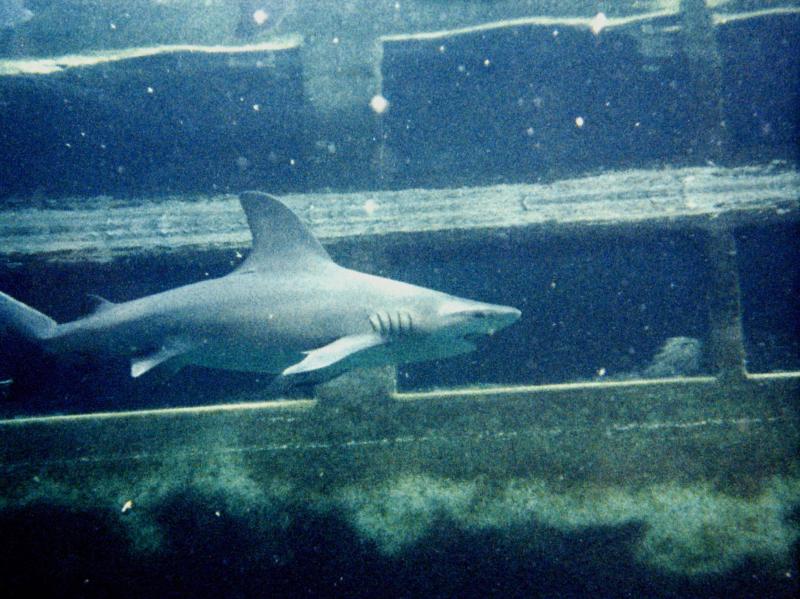 Marineland ’85 This was the main fish tank orginally. Turned into shark tank last couple years open.