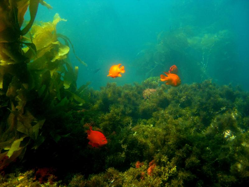 Garibaldi at Catalina 9-2010