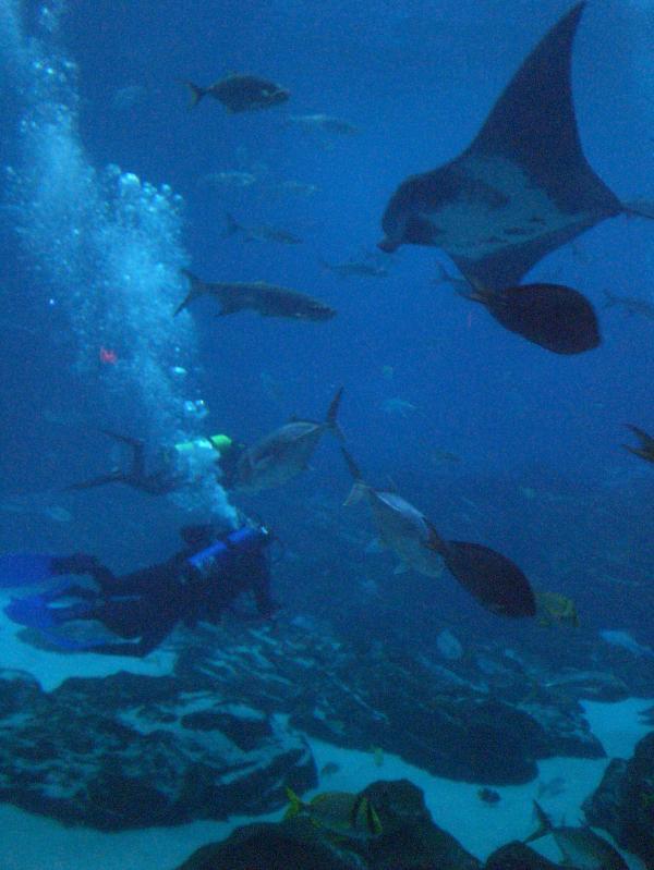 GA Aquarium Dive