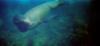 Seal? Sea Lion?