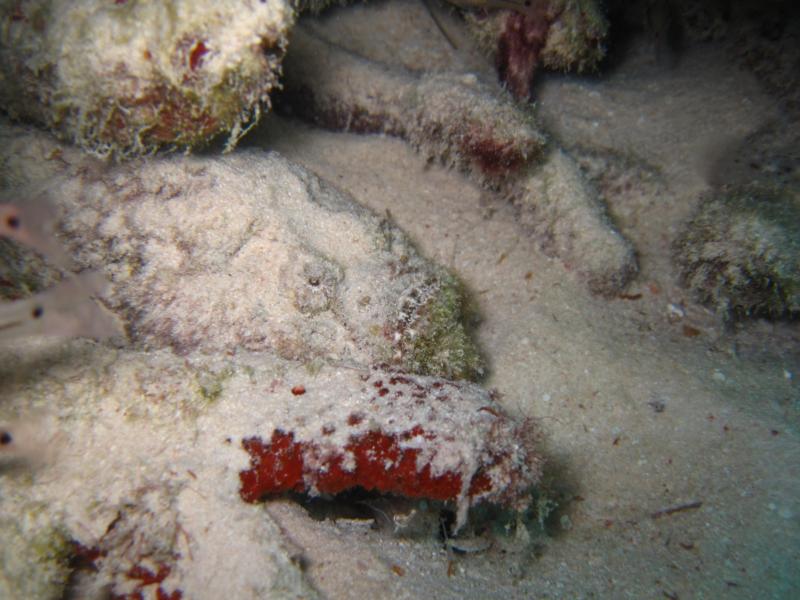 Stonefish at Nursery