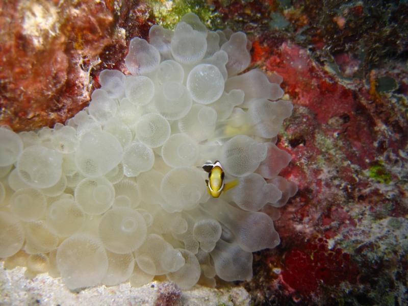 Three banded Anemonefish in Bulb-tentacle Anemone