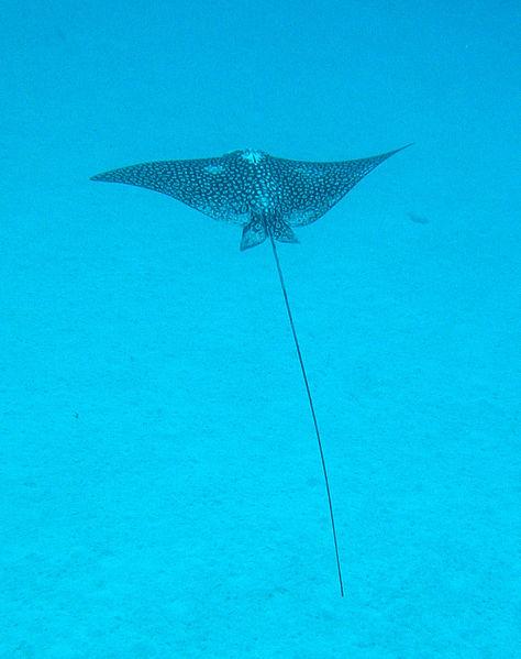 eagleray