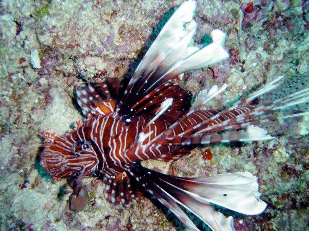 lionfish