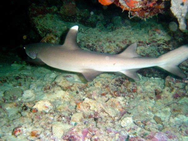 whitetip shark