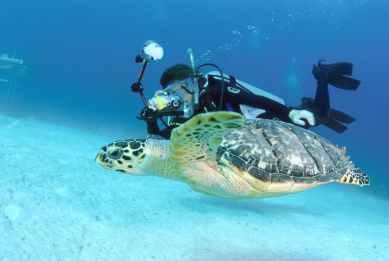 My Favorite Turtle in the Bahamas