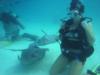 Stingray City, Grand Cayman