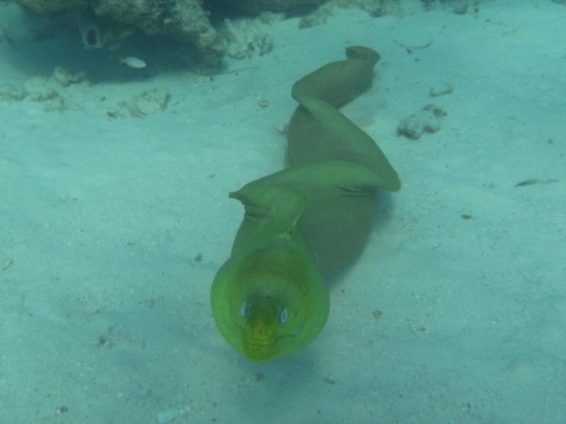 Univited visitor at Stingray City