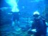 Jeff Corwin, aquarium diving