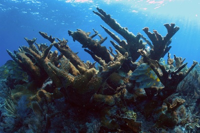 Molasses Reef