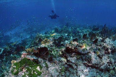 Molasses Reef