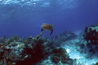 Sea turtle