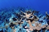 More coral shots from molasses reef