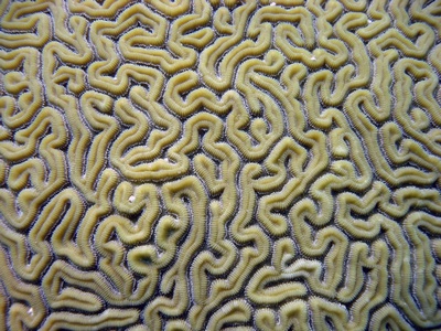 brain coral