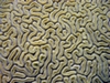 brain coral