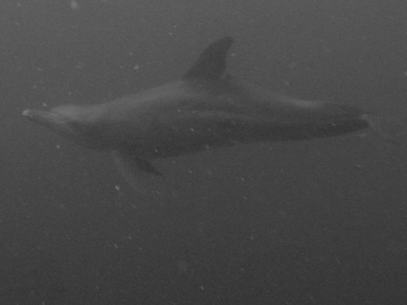 dolphin at kubu