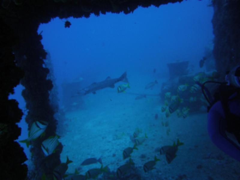 Lee,Florida,great wreck,baracuda