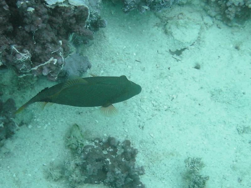 Triggerfish in Moorea