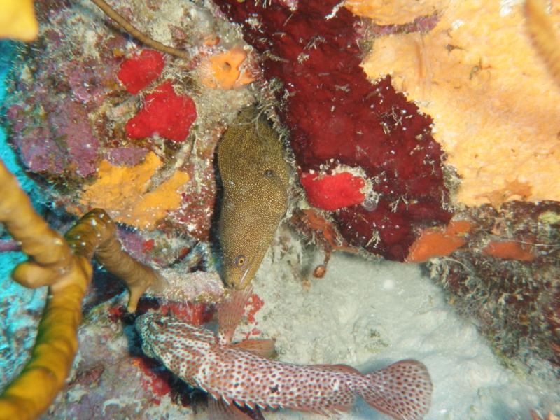 Bonaire Eel