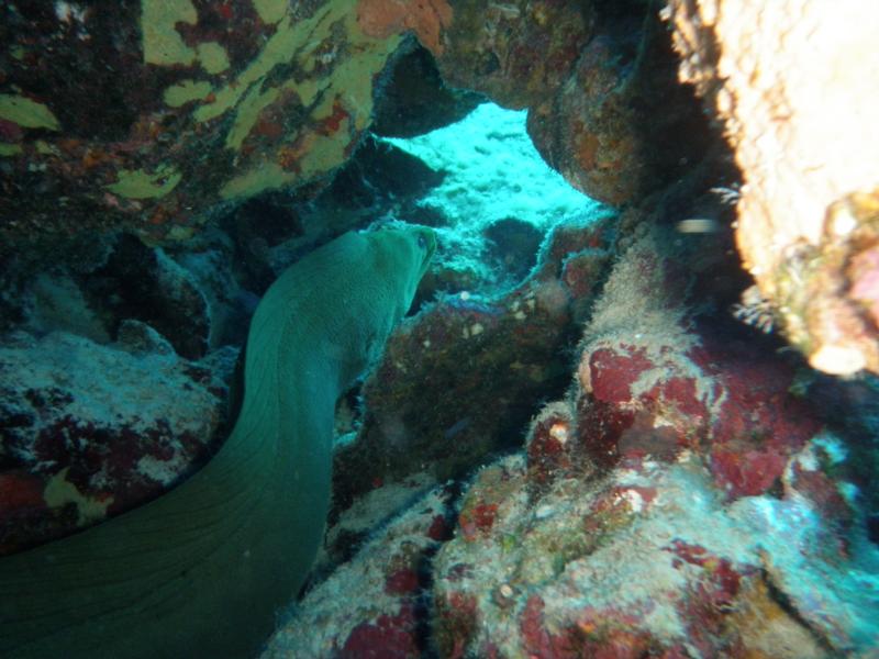 Bonaire Moray