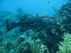 Grouper