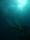 Nassau sharks