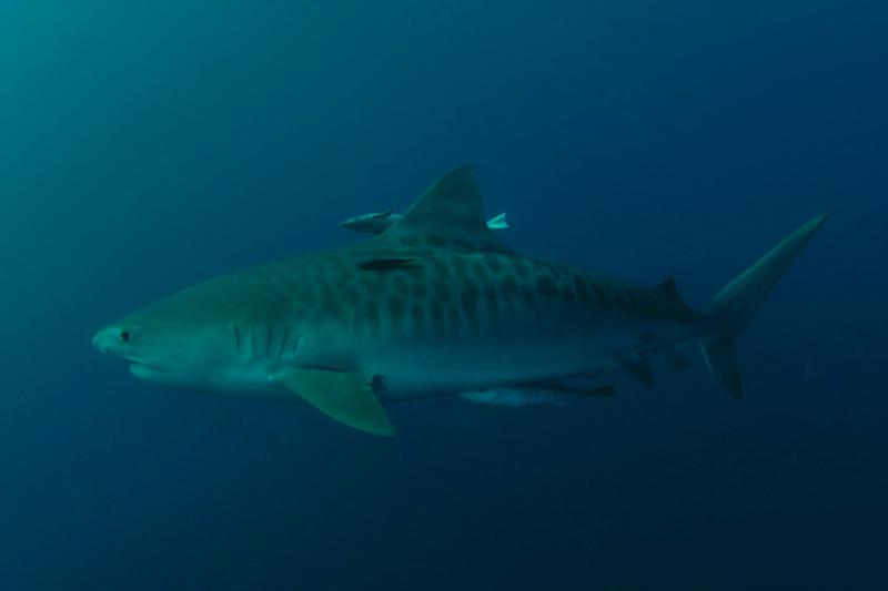 Tiger Shark 1