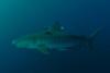 Tiger Shark 1