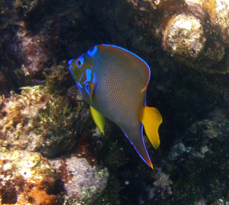 Angelfish - Key Largo - Dry Rocks