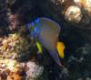 Angelfish - Key Largo - Dry Rocks