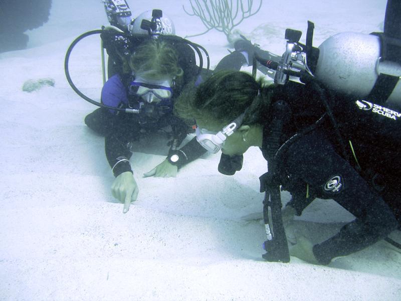Examining a Crab - Bermuda 2007