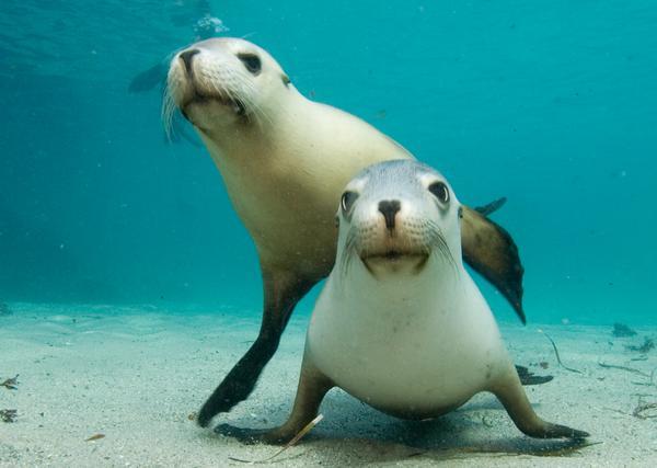 Australia Sea Lions, South Australia, 2007