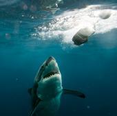 Great White Shark, Australia