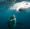 Great White Shark, Australia