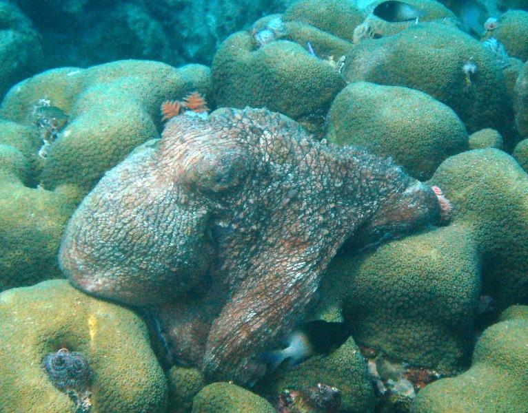 Octopus, Buddy’s Reef in Bonaire, Netheland Antilles