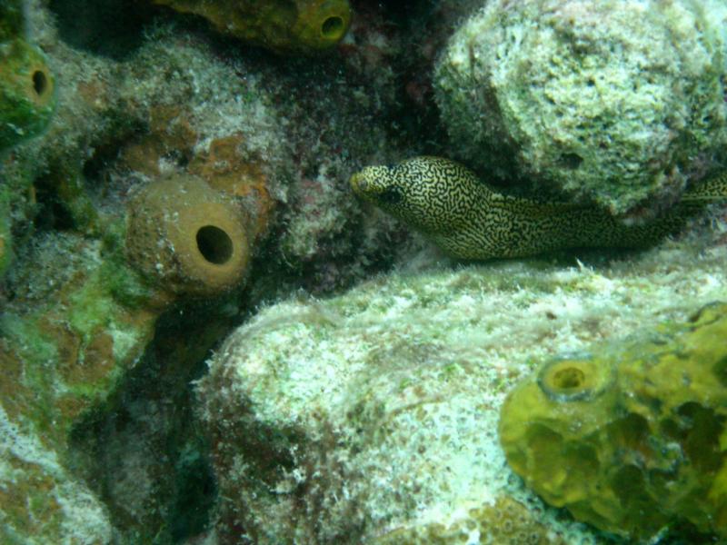 Eel in Bonaire, 2010