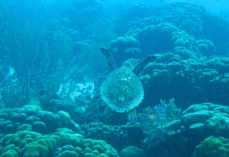 Hawksbill Turtle, Bonaire, 2010