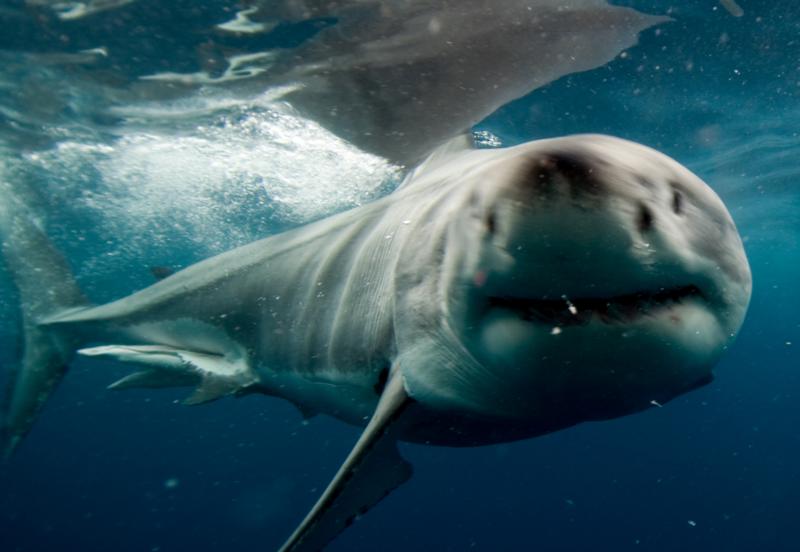 Great White Shark near Neptune Islands