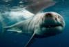 Great White Shark near Neptune Islands