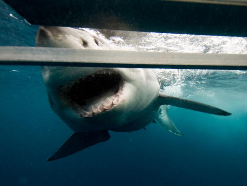 Shark Approaching Cage, Australia