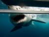 Shark Approaching Cage, Australia