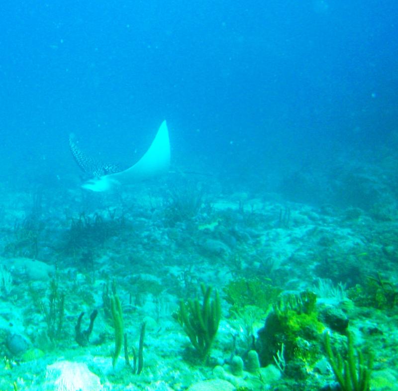 St. Thomas, USVI - Spotted Eagle Ray