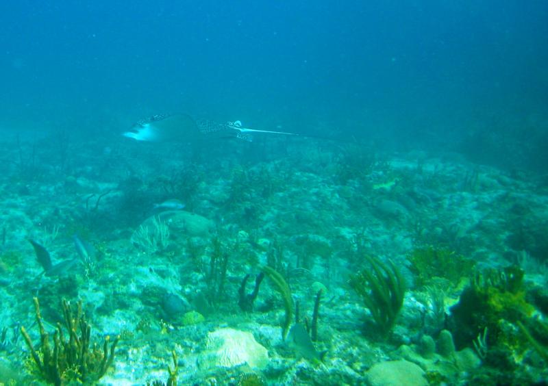 Spotted eagle ray in motion