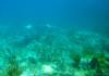 Spotted eagle ray in motion